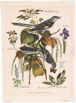 ARTHUR SINGER BIRD PRINTS 1957 Mockingbirds